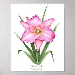 Impressão original da arte do hemerocallis