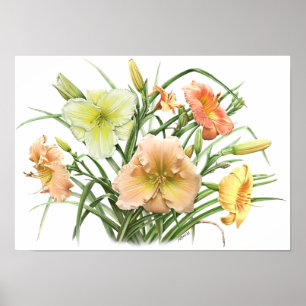 Impressão original da arte dos hemerocallis