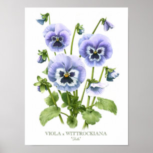 Impressão original da arte dos Pansies roxos