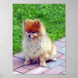 Impressão ou poster de Pomeranian