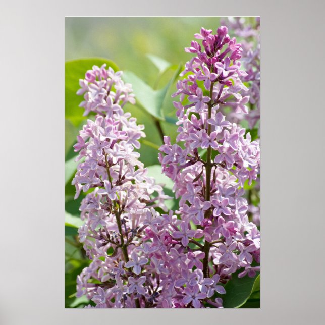 Impressão P5390 Lilases (Frente)