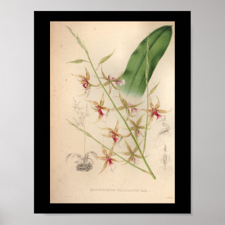 impressão Pálida de 1860 Vintage Orchid Flower