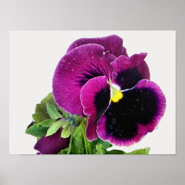 Impressão Pansy Roxo (Frente)