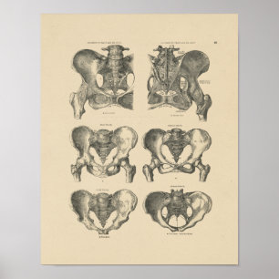 Impressão pélvico da anatomia 1880 dos ossos do