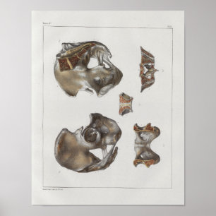 Impressão pélvico da anatomia do vintage de 1867