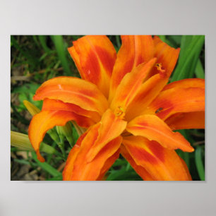 Impressão pequeno da carteira do hemerocallis
