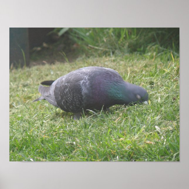 Impressão Pombo Adormecido (Frente)
