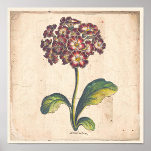 Impressão, Poster Auricula, Primrose