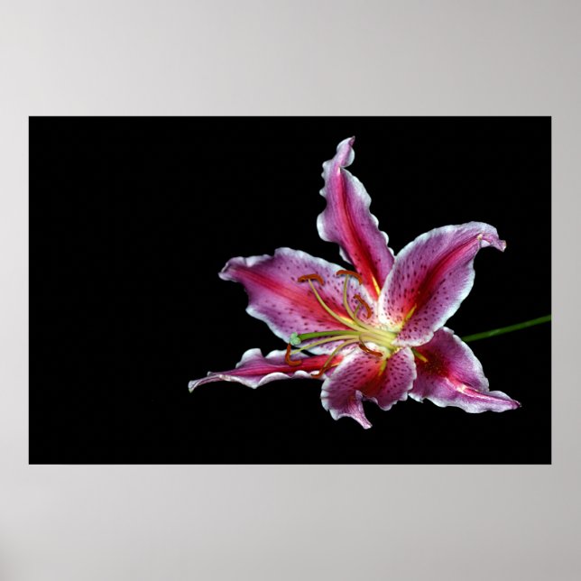 impressão / poster / canvus - flor de lírio (Frente)