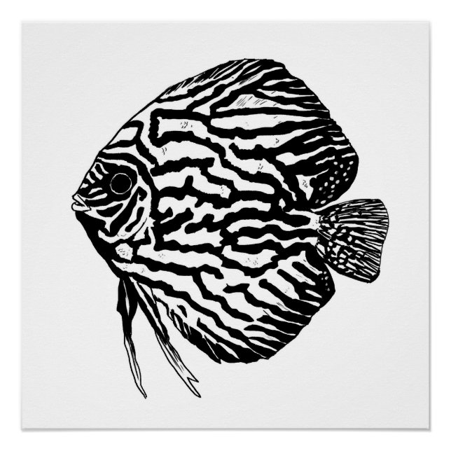 impressão / pôster de peixe disco (Frente)