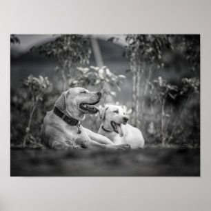 Impressão, Poster de valor (Matte)