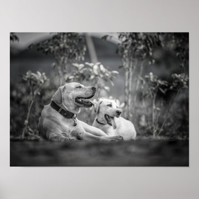 Impressão, Poster de valor (Matte) (Frente)