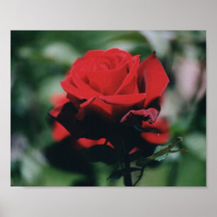 Impressão Poster rosa vermelha