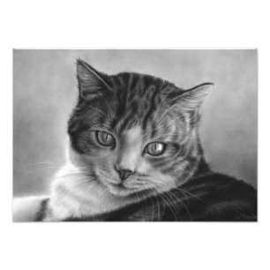 Impressão preguiçoso da foto do gato das tardes