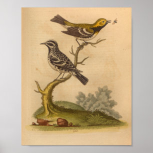 Impressão Preto Amarelo Vintage Bird