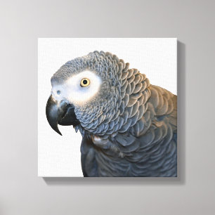 Impressão preto e branco das canvas do papagaio d