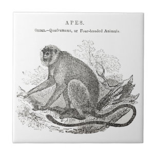 Impressão preto e branco do macaco dos 1800s do