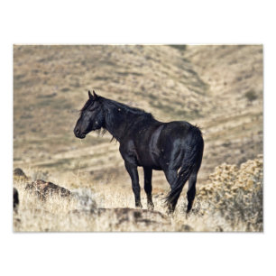 Impressão preto selvagem da foto do garanhão do