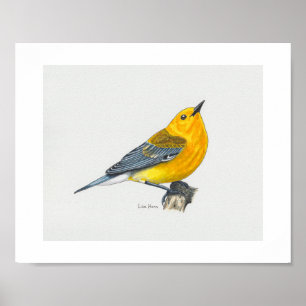 Impressão Prothonotary Warbler Art