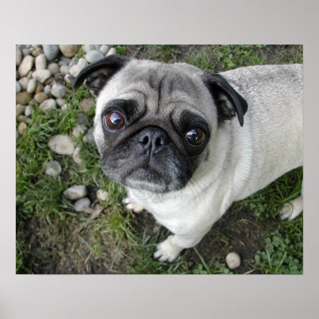 Impressão Pug e Pedrinhas (Frente)