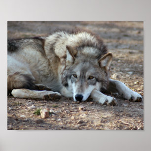 Impressão quadro lobo