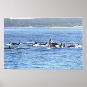 Impressão quadro Superpod da orca