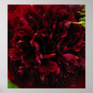 Impressão Rich Deep Red Peony