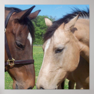 Impressão romance do poster do cavalo