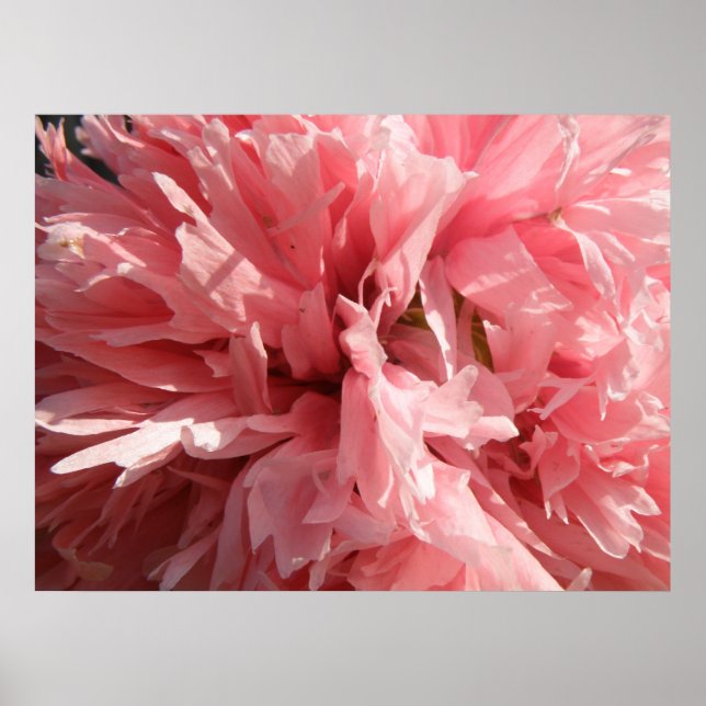 Impressão Rosa bonito (Frente)