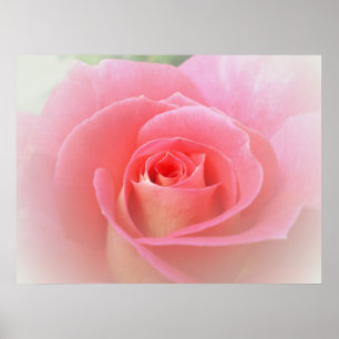Impressão Rosa Rosa Romântica