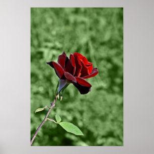 Impressão Rosa Vermelha