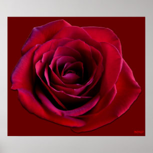 Impressão Rosa vermelha de Poster de bela flor