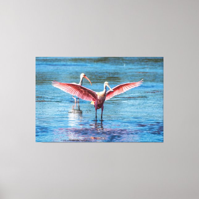 IMPRESSÃO ROSEATE SPOONBILL 60 X 40 CANVAS (Frente)