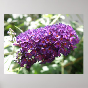 Impressão roxo bonito das flores do Buddleia