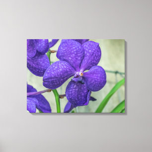 Impressão roxo das canvas da orquídea de Vanda
