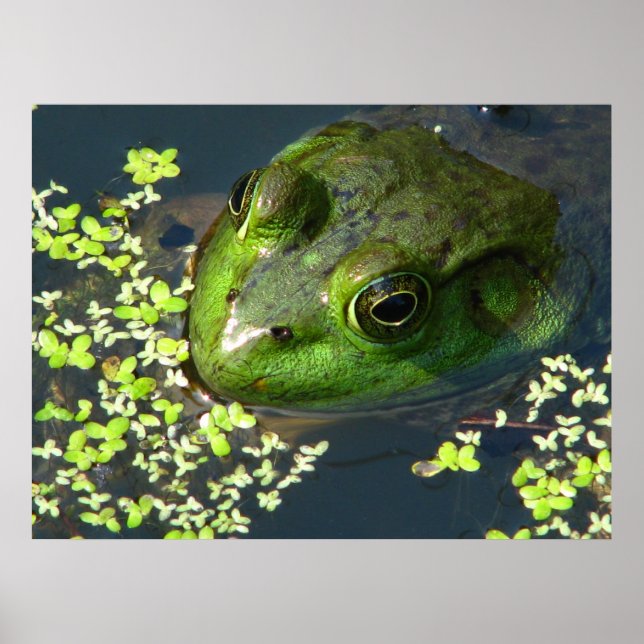 Impressão sapo (Frente)