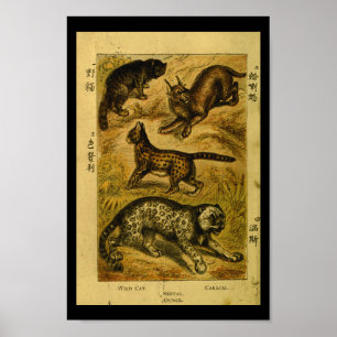 Impressão selvagem da história natural do gato d
