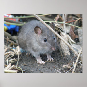 Impressão selvagem novo do rato