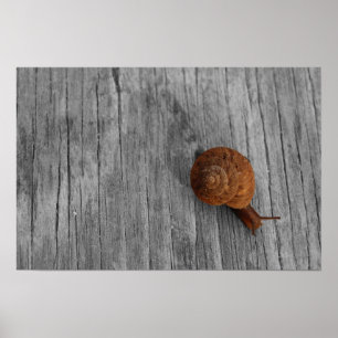 Impressão só do caracol