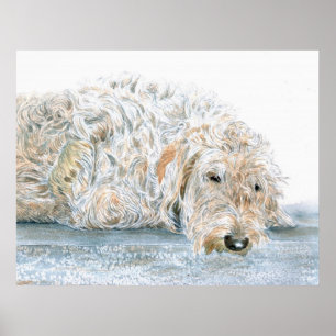Impressão sonolento de Labradoodle