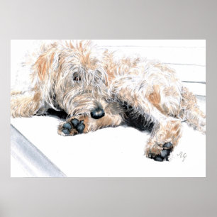 Impressão sonolento de Labradoodle