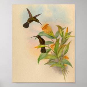Impressão Sooty-tampado do colibri do vintage 186