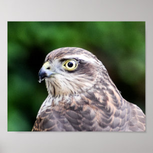 Impressão Sparrowhawk, Papel Poster de Valor (Mat