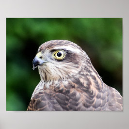 Impressão Sparrowhawk, Papel Poster de Valor (Matt