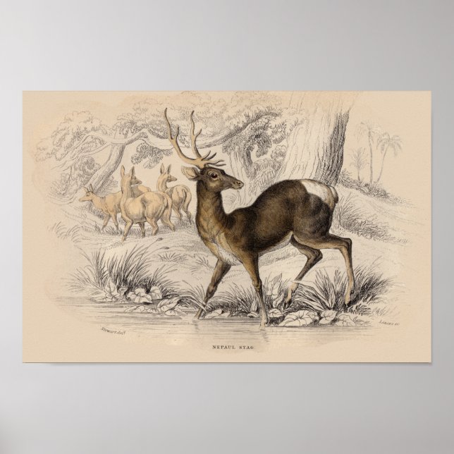 IMPRESSÃO STAG (NEPAUL) (Frente)