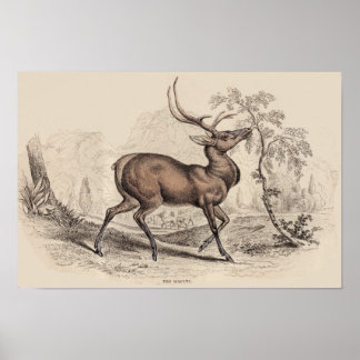 IMPRESSÃO STAG (WAPITI)