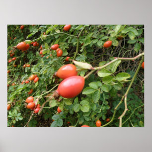 Impressão suculento dos quadris de rosa vermelha