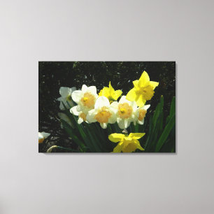 Impressão Sunlit das canvas dos Daffodils