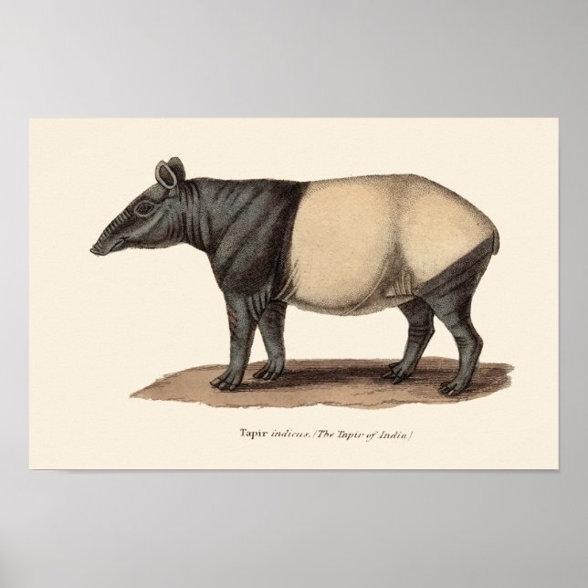 Impressão TAPIR (Frente)