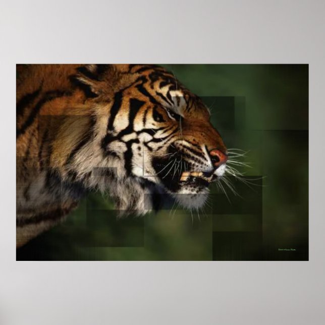 Impressão Tiger (Frente)